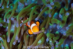 Nice litle clownfish :) by Philippe Gerber 
